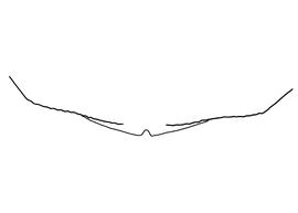  Fig 4,  Anthidium manicatum  female, diagram showing the dorsal view of the sixth tergite (T6), diagram from Gonzalez and Griswold 2013 
